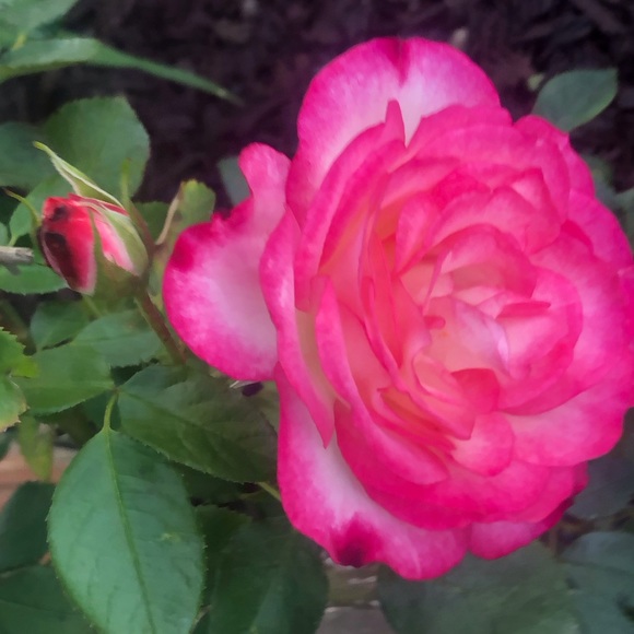 Meet your Posher, Deals - Picture 2 of 3